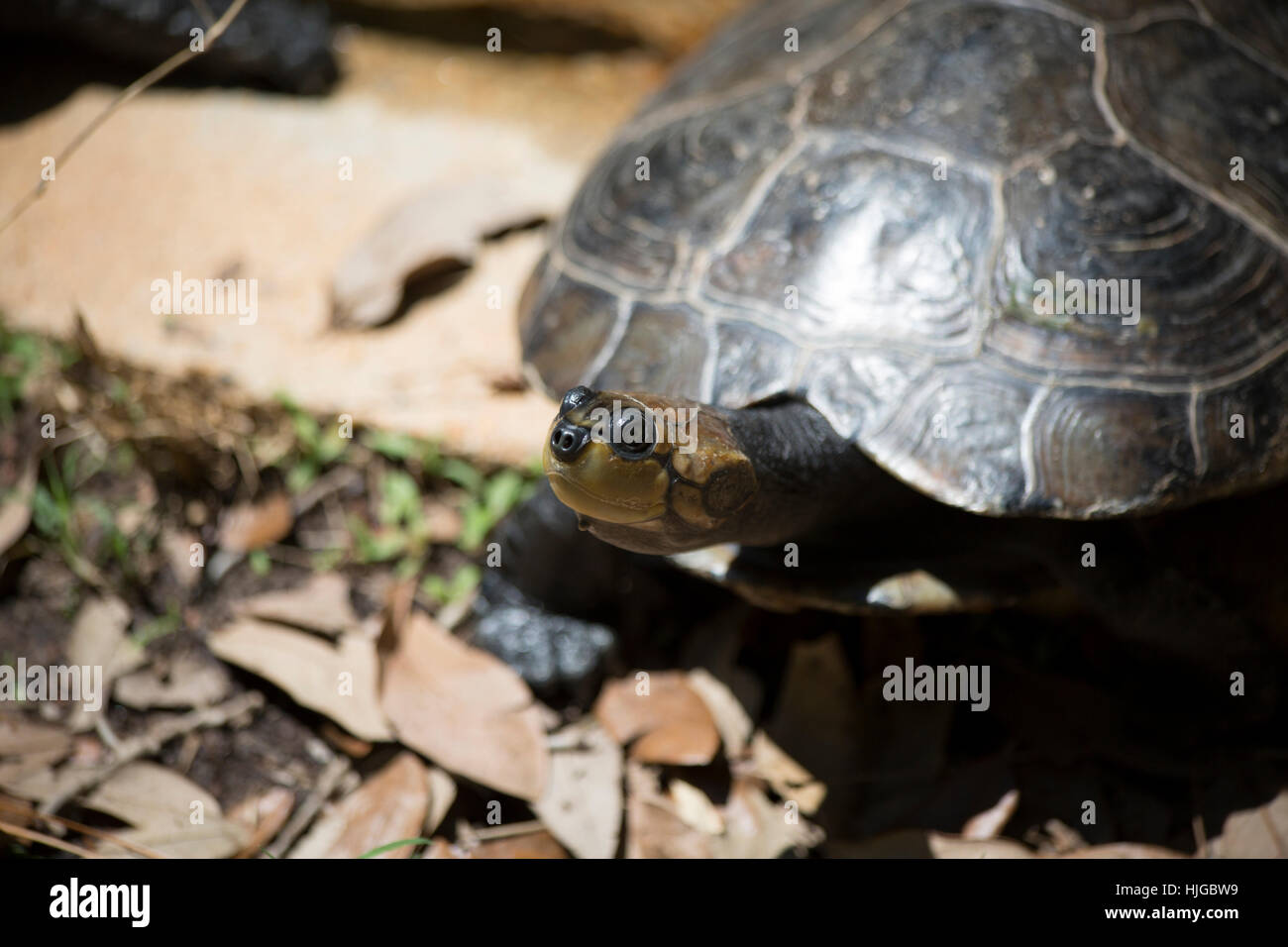 Nahaufnahme eines gelb-spotted Amazon Schildkröte (Podocnemis unifilis) Stockfoto