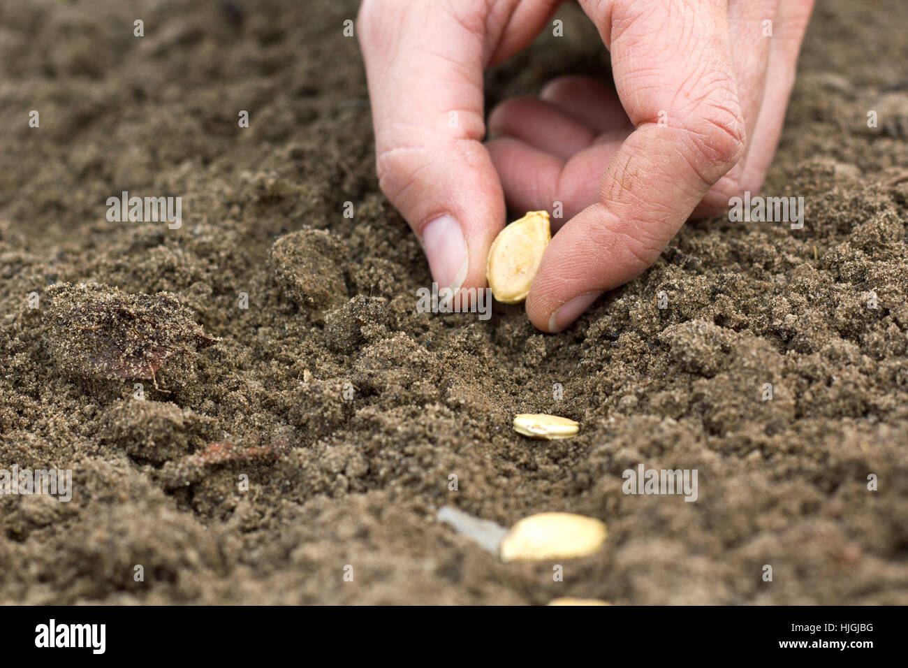 сеют семена в почву. посадить семена. подзимний посев зелени. семечко посаженное в землю. посев тыквы в открытый грунт семенами.