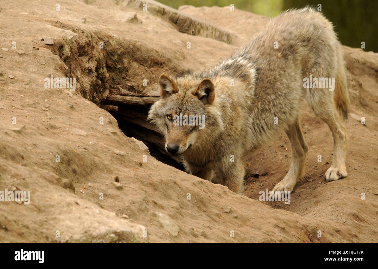 bei der wolfshhle Stockfoto