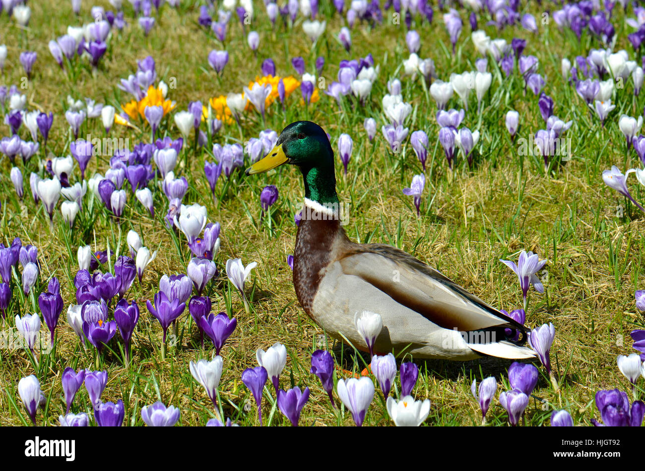 Blume, Blumen, Pflanzen, Frühling, Ente, Stockente, frühlingshaften Blumen, Wiese, Natur, Stockfoto