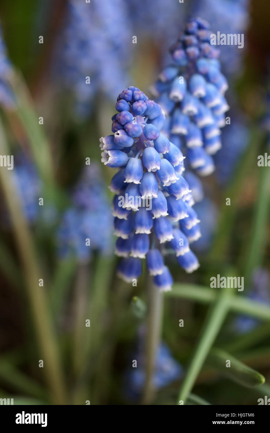 Flora, Makro, Nahaufnahme, Makro-Aufnahme, Ansicht, Nahaufnahme, Blume, Pflanze, Nahaufnahme Stockfoto