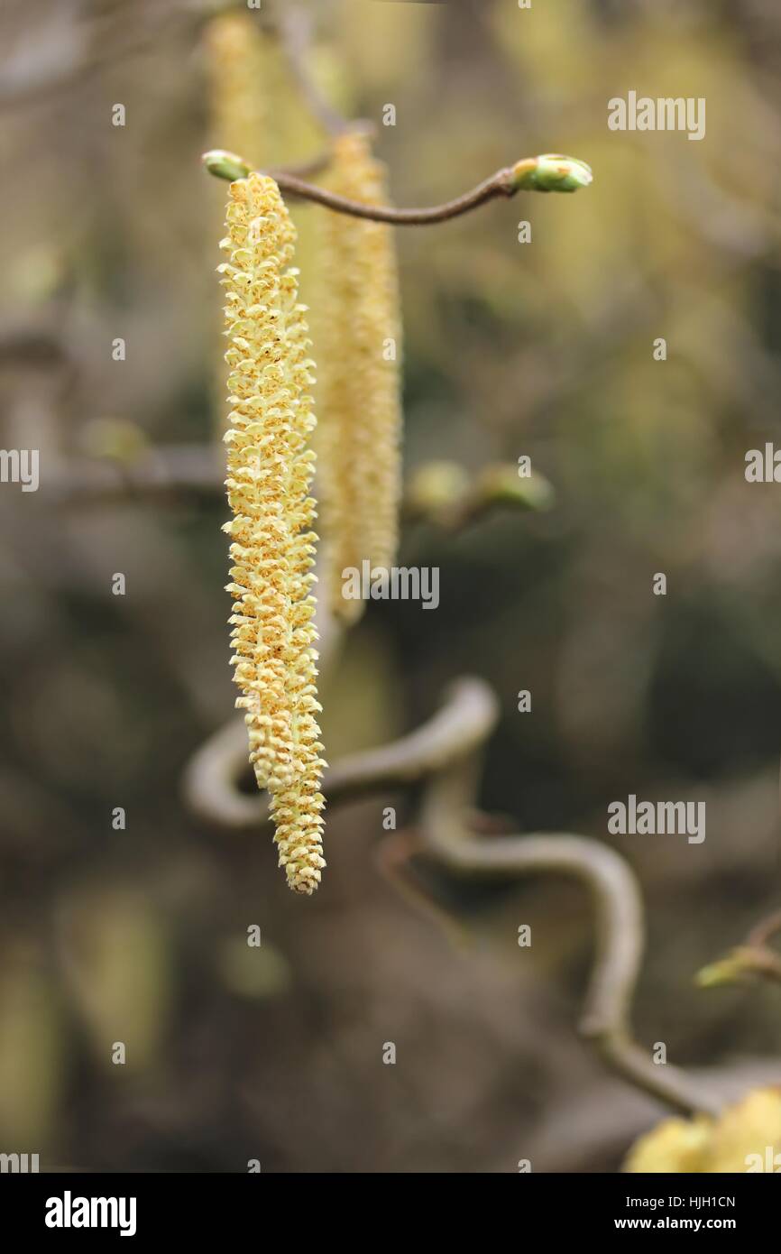 Makro, Nahaufnahme, Makro-Aufnahme, Nahaufnahme, braun, braun, brünett, Stockfoto