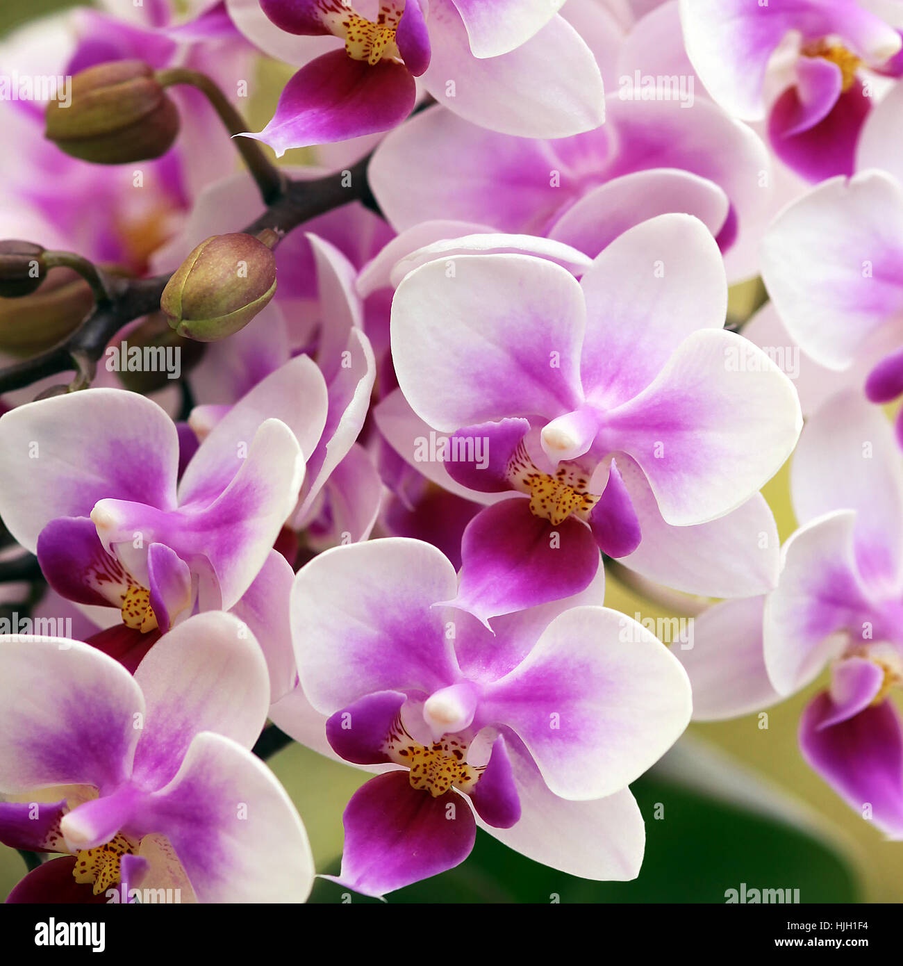 Phalaenopsis im Quadrat Stockfoto