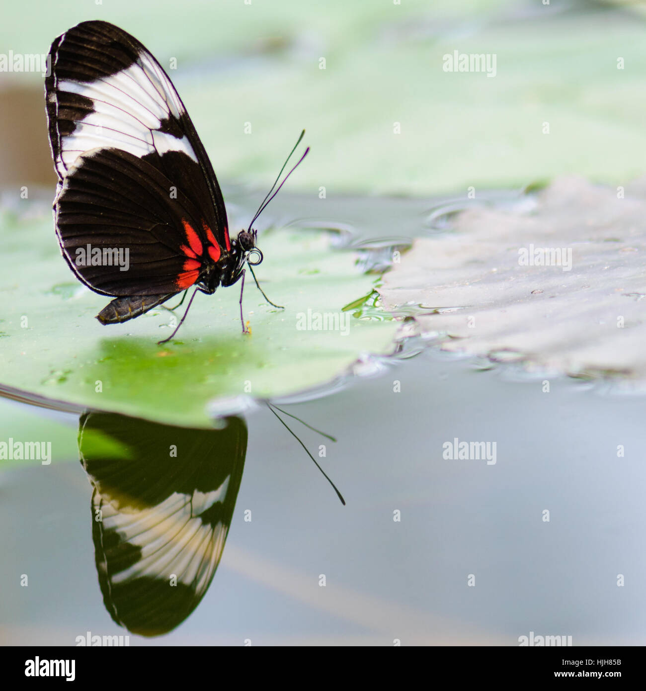 Makro, Nahaufnahme, Makro-Aufnahme, Nahaufnahme Blick, Insekten, Schmetterling, Spiegelung, Stockfoto