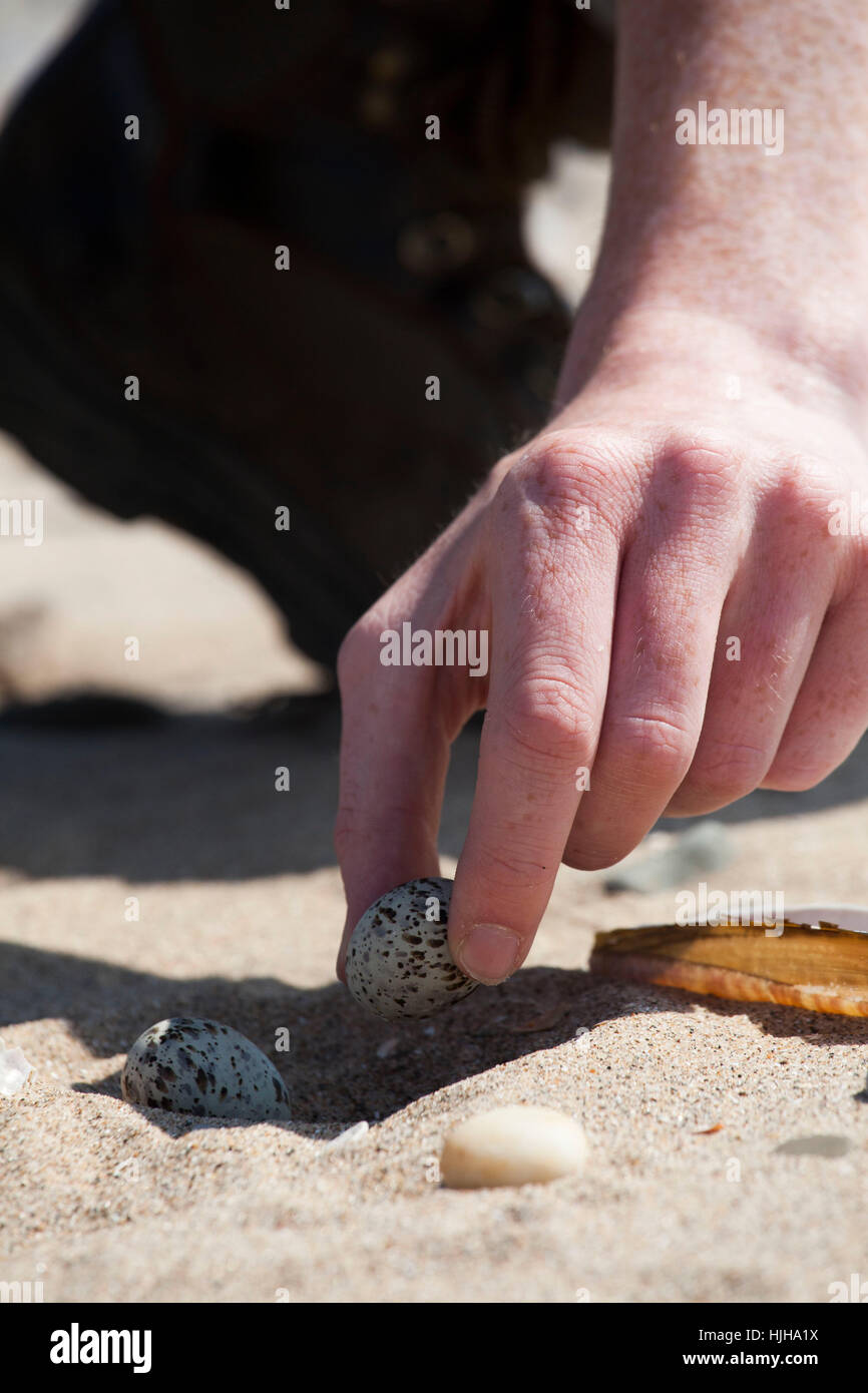 Litle Tern Warden Eiern der Zwergseeschwalbe vom Strand zu bewegen Innenbereich Elektrozaun um sicherzustellen, dass sie sind nicht von Füchsen stammte. Stockfoto