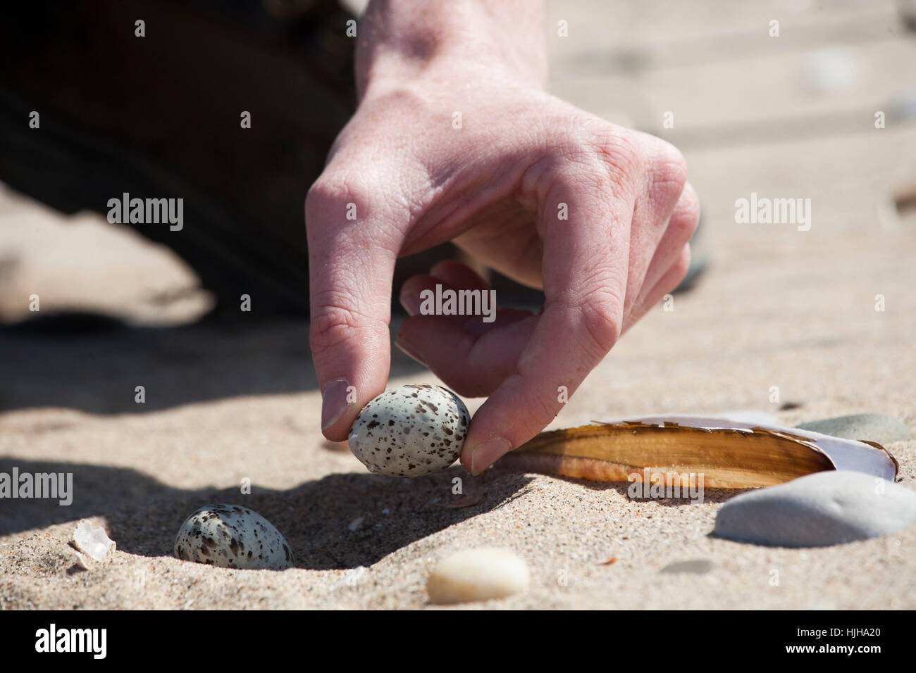 Litle Tern Warden Eiern der Zwergseeschwalbe vom Strand zu bewegen Innenbereich Elektrozaun um sicherzustellen, dass sie sind nicht von Füchsen stammte. Stockfoto