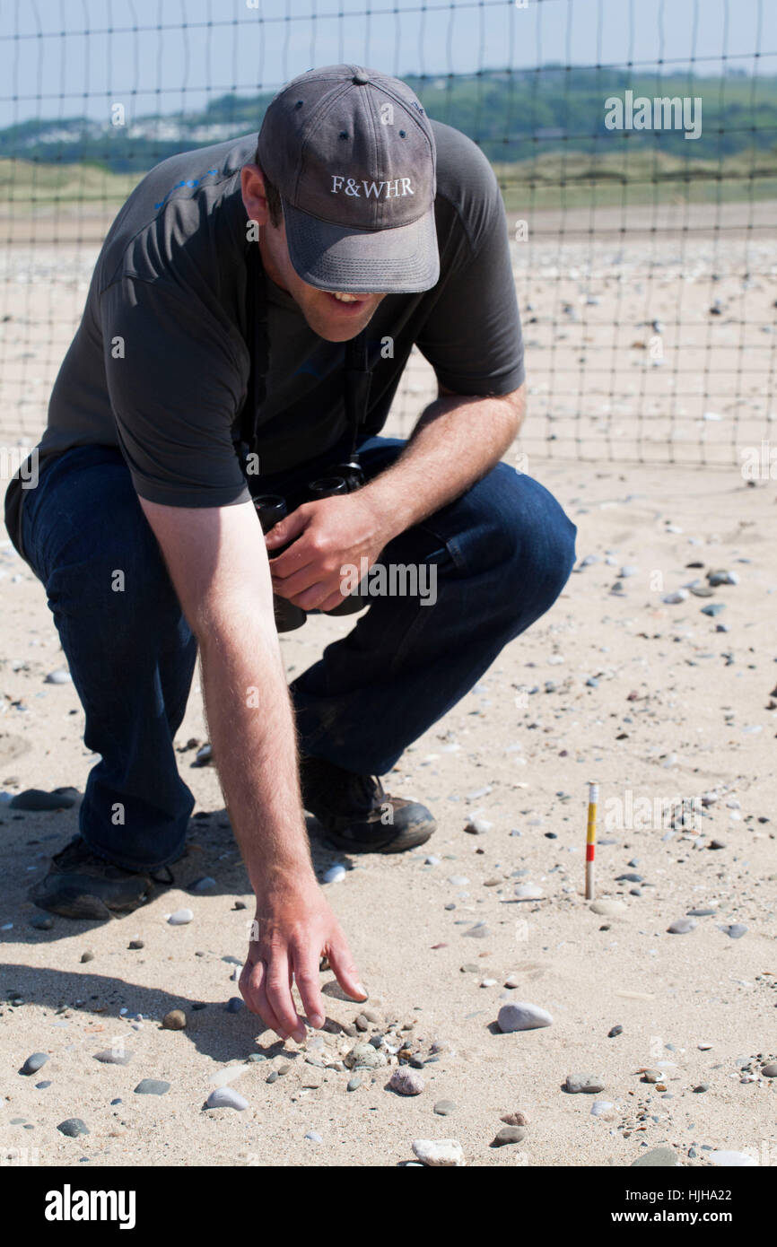Litle Tern Warden Eiern der Zwergseeschwalbe vom Strand zu bewegen Innenbereich Elektrozaun um sicherzustellen, dass sie sind nicht von Füchsen stammte. Stockfoto