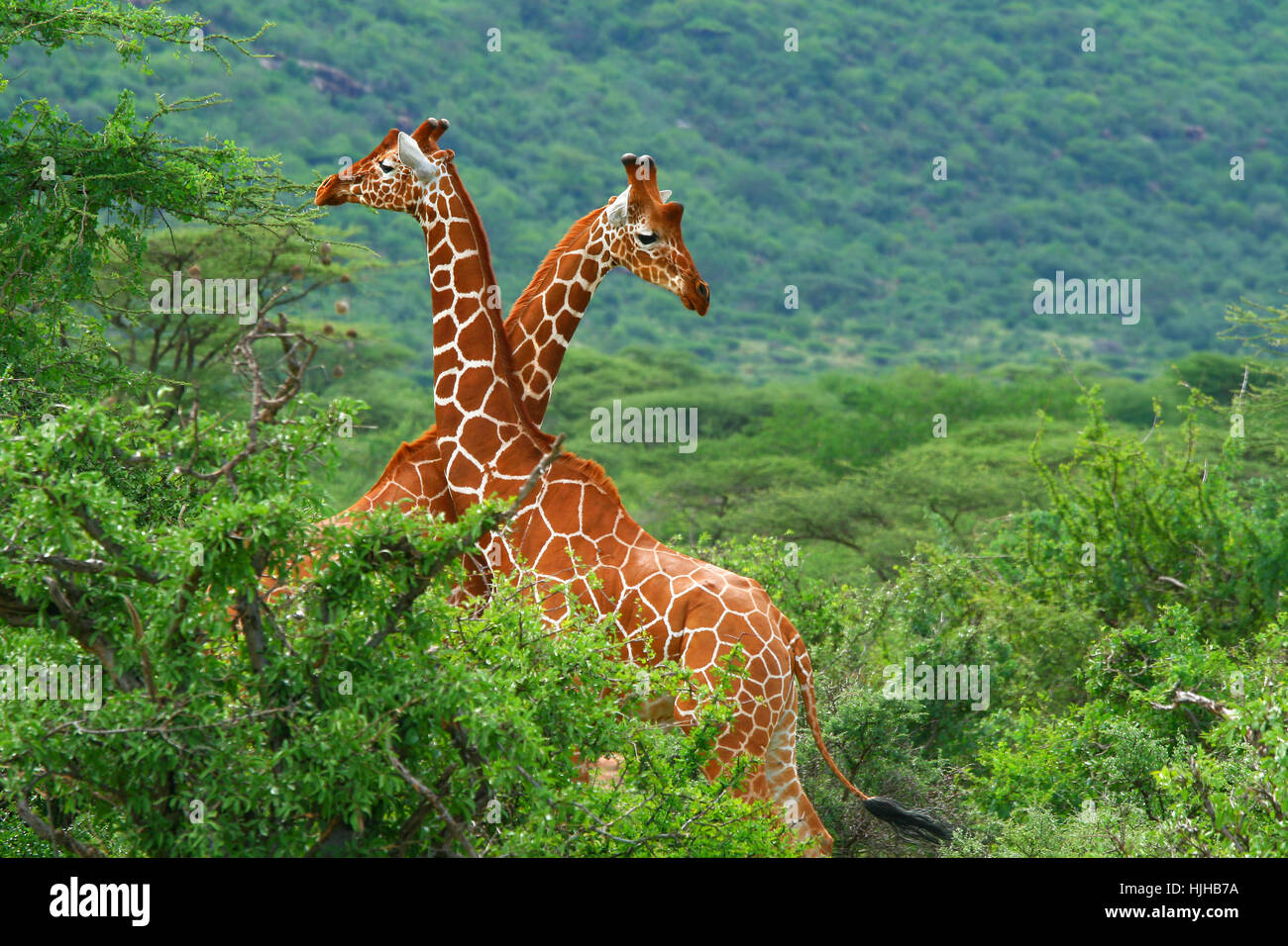 Säugetier, Afrika, Kenia, Tier, Tierwelt, Afrika, Safari, Giraffe, Reisen, groß, Stockfoto