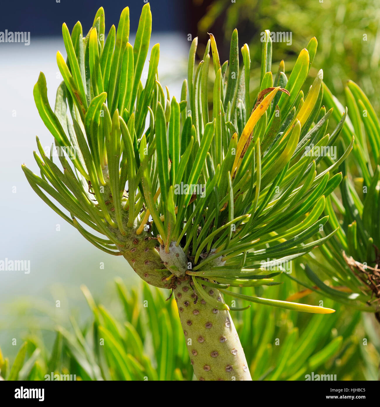 Pflanzen Sie, Kanaren, Teneriffa, endemisch, Kanaren, Blatt, Pflanze, grün  Stockfotografie - Alamy