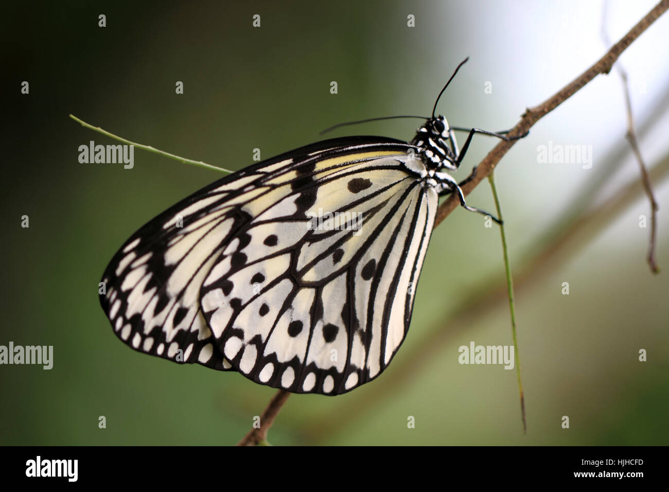 Schmetterling, Schmetterling, Flügel, Wald, Motte, Weisse Baumnymphe, Idee Leuconoe, Stockfoto