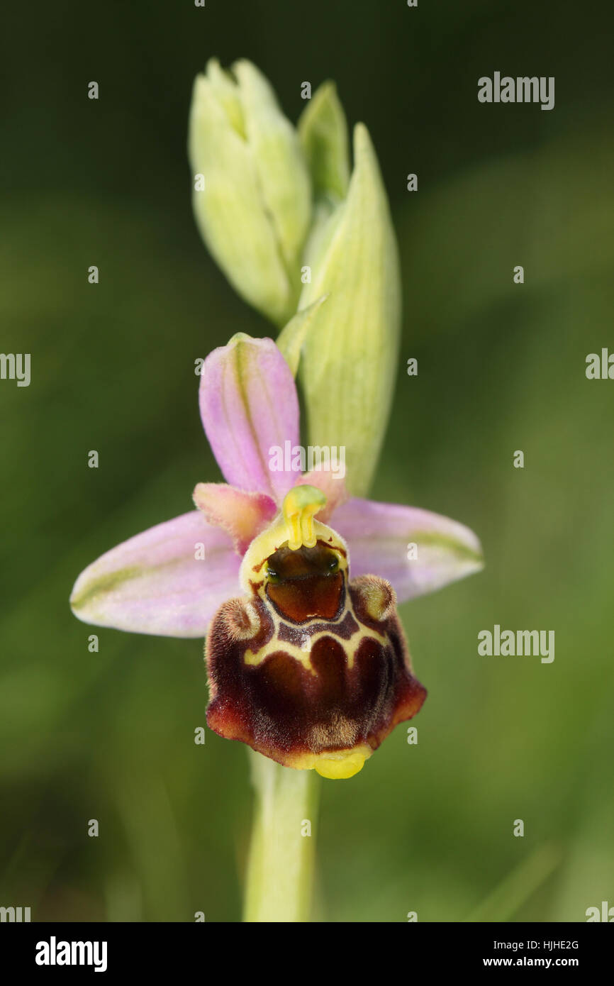 Späten Spider Orchid (Ophrys Fuciflora), eine seltene Pflanze mit einer einzigen Blume, das Burgund, rosa und gelb, auf der Küste von Kent Stockfoto