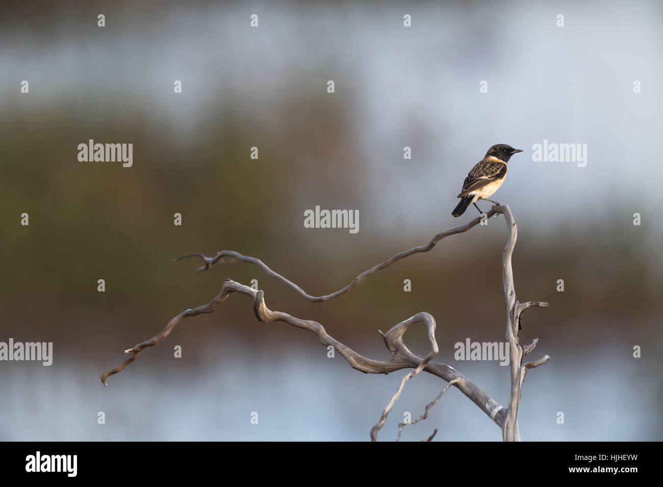 Sibirische Schwarzkehlchen oder asiatischen Schwarzkehlchen (männlich) Saxicola maurus Stockfoto