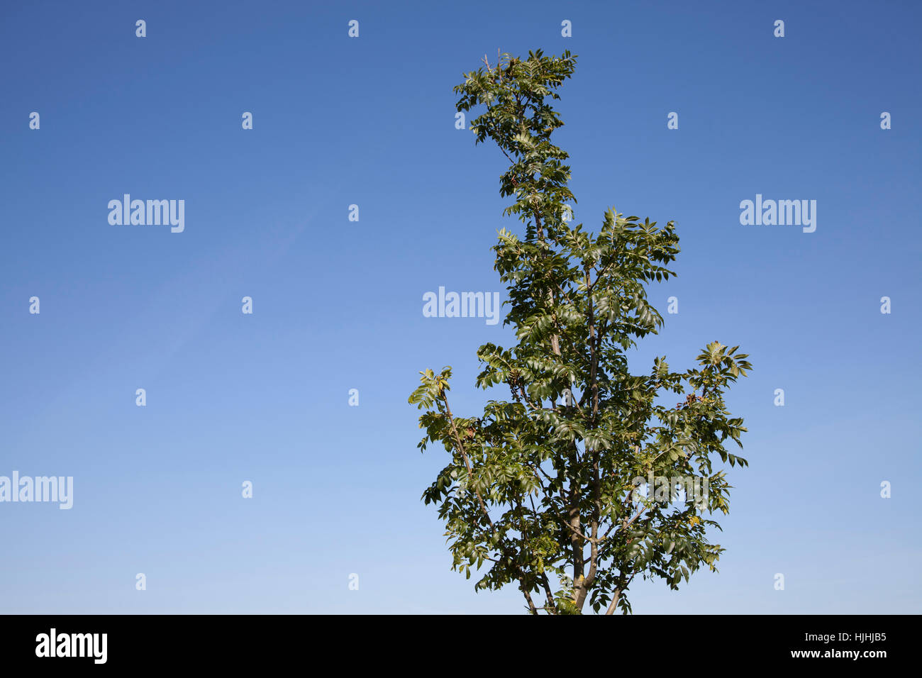 Baum, Asche, Firmament, Himmel, ungetrübt, wolkenlosen, Setzlinge, Baum, Asche, Stockfoto