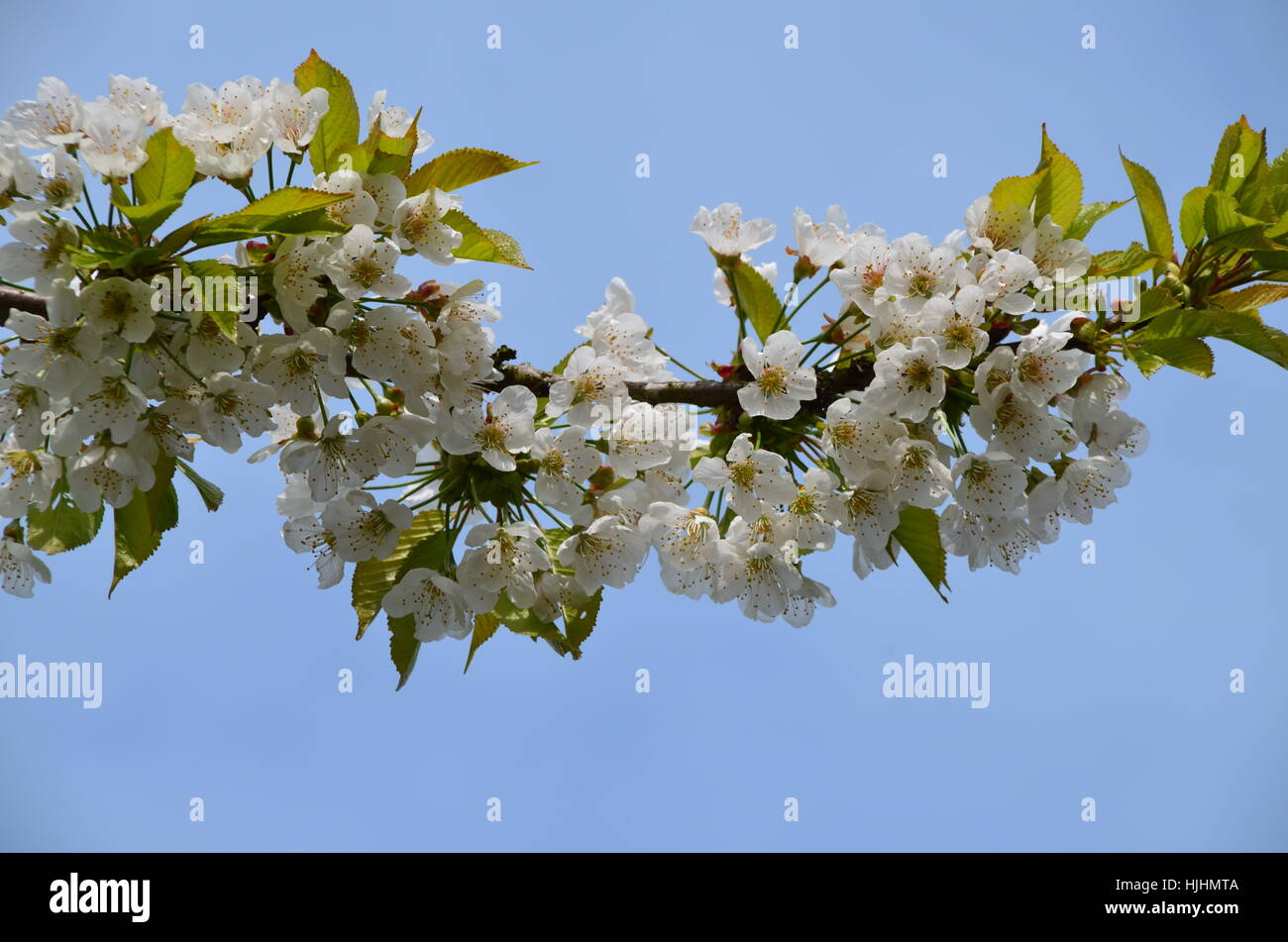 Reich blütenranke Stockfoto