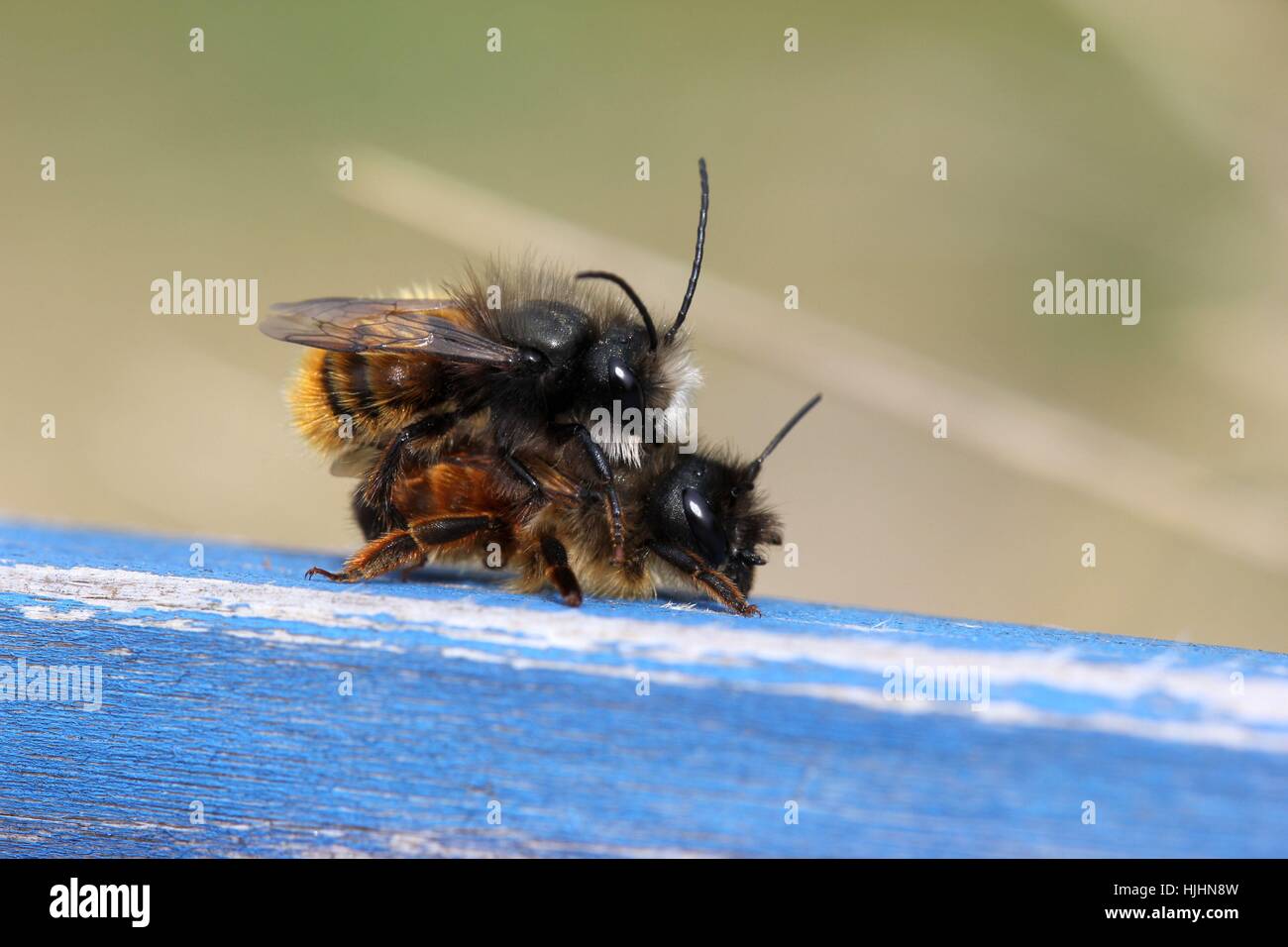 gehörnten Mauerbienen in der Paarung Stockfoto