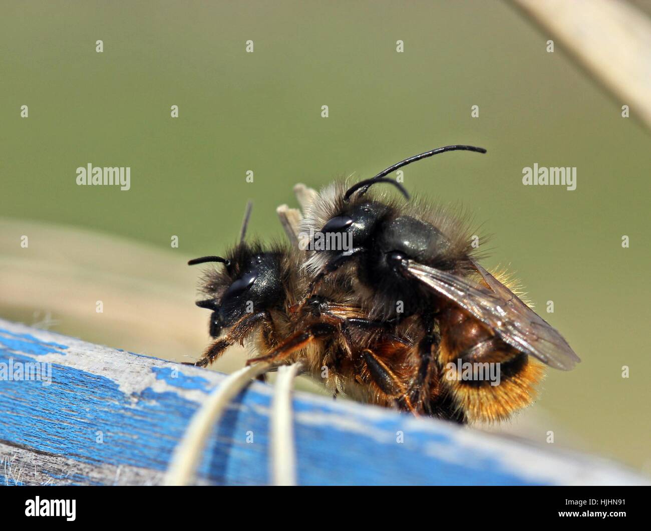 gehörnten Mauerbienen in der Paarung Stockfoto