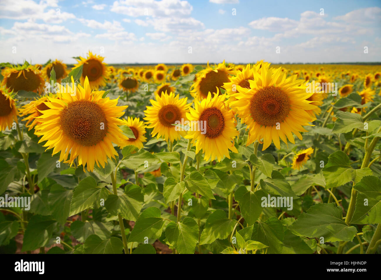 Feld von Sonnenblumen auf einem Hintergrund des Himmels mit Wolken Stockfoto