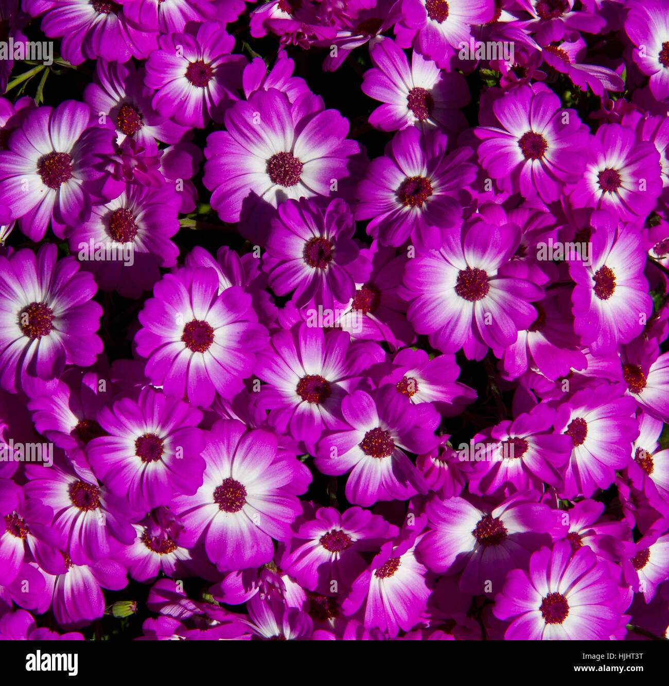 Blume, Blumen, Pflanze, Daisy, gefärbt, Hintergrund, Hintergrund, rot, rosa, Stockfoto