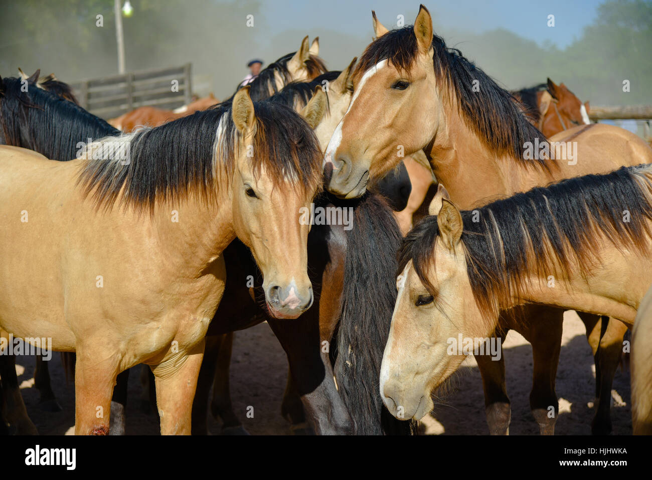 Hirsch-Pferde auf eine Koppel am sonnigen Mittag. Stockfoto