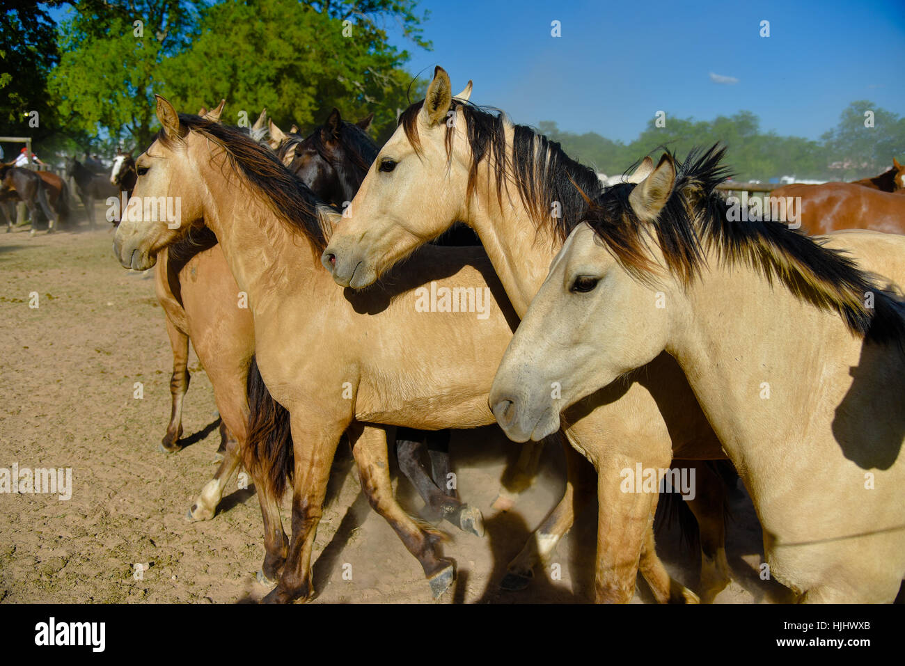 Hirsch-Pferde auf eine Koppel am sonnigen Mittag. Stockfoto