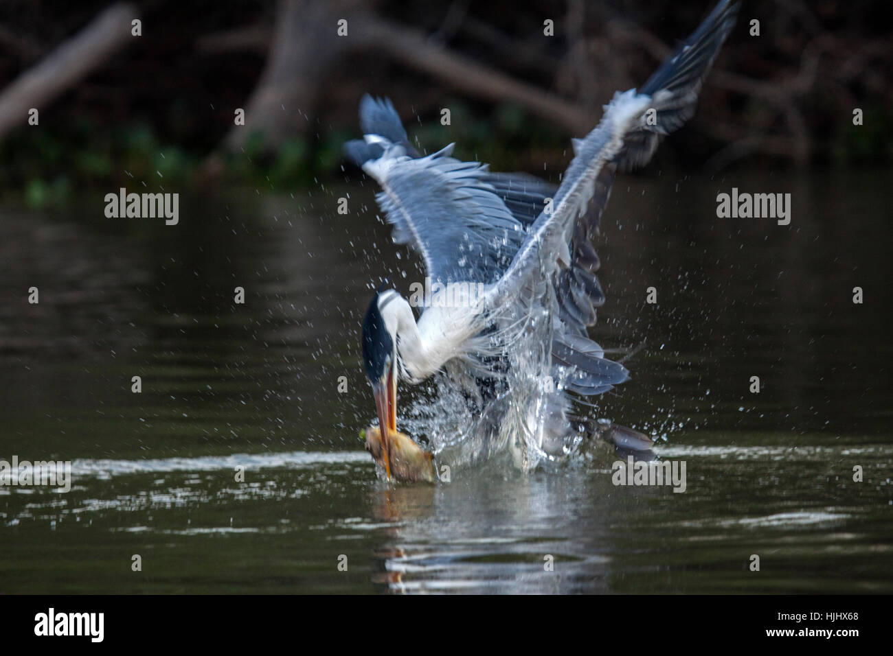 Cocoi Reiher Beschlagnahme Fisch im Flug in Brasilien Stockfoto