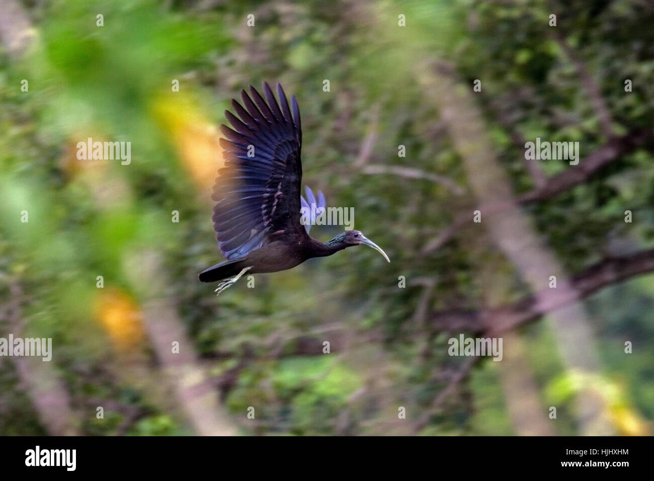 Grün-Ibis fliegen in riverine Wald in Brasilien Stockfoto