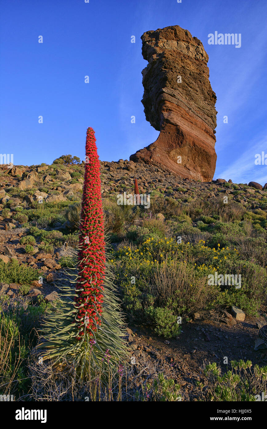 Spanien, Teneriffa, Echium Wildpretii und bizarre Felsformation im Teide-Nationalpark Stockfoto