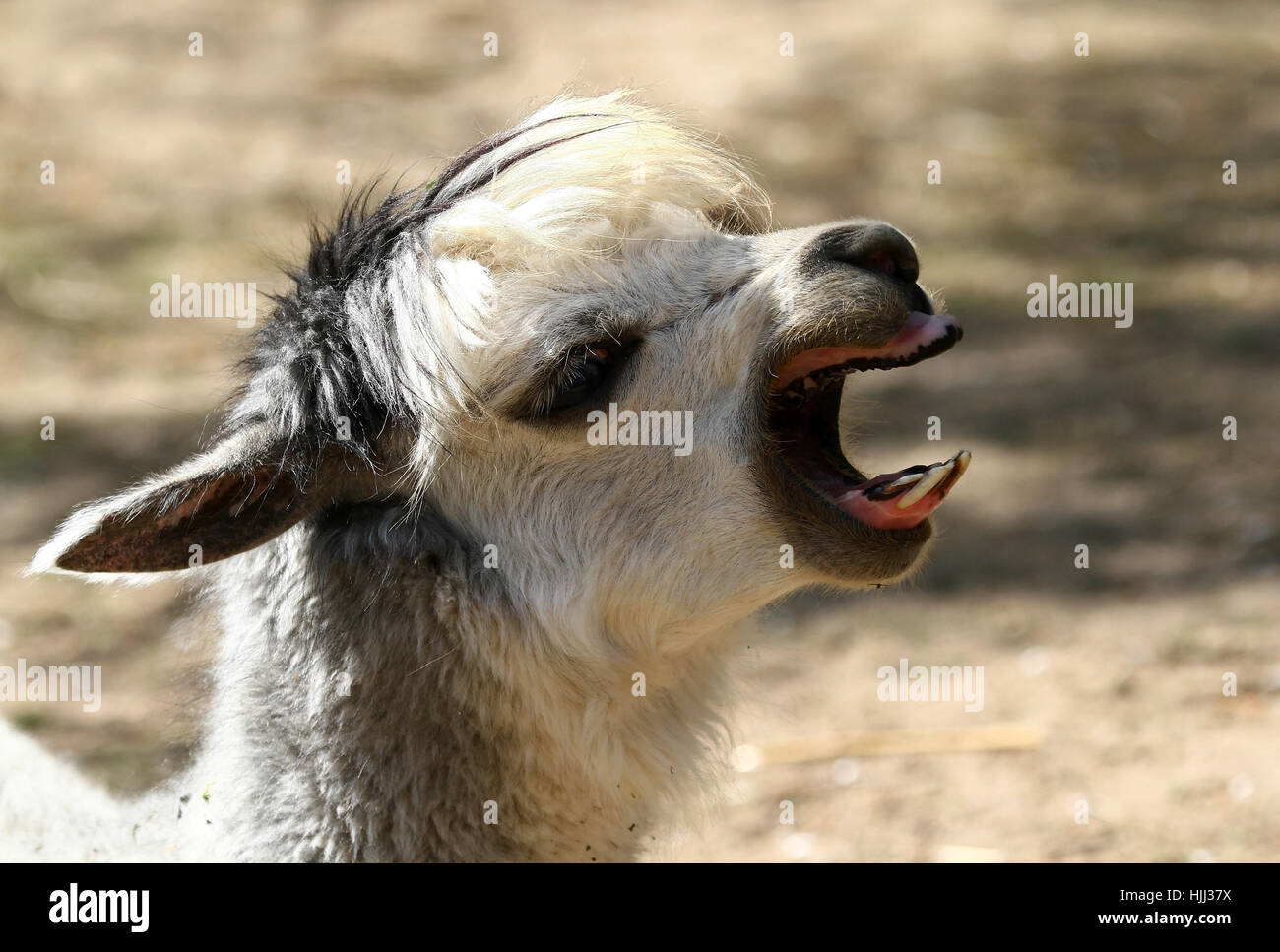 Porträt, Gähnen, Südamerika, Maulkorb, Alpaka, Lama, schreien, schreien, Stockfoto