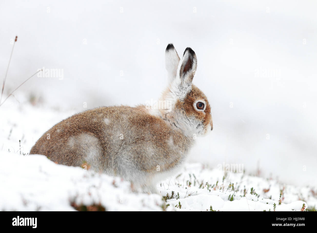 Schneehase im Winter Landschaft Stockfoto
