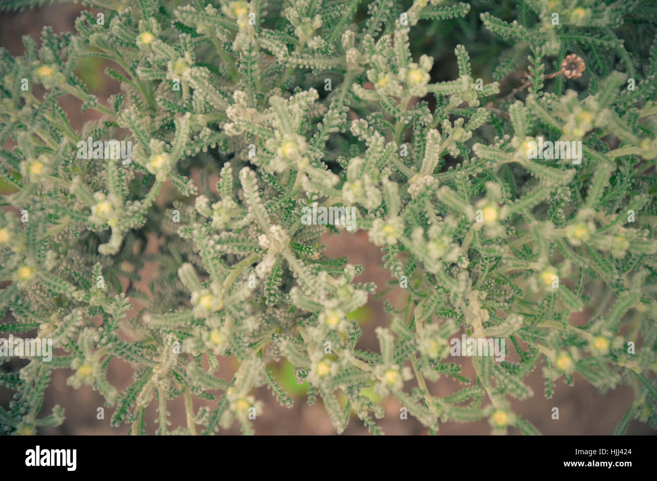 Natürlichen Hintergrund. Nahaufnahme der Steppe Herbst Rasen in grün und blau getönt Stockfoto