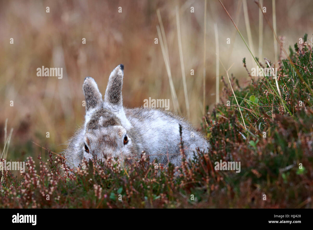 Schneehase im Winter Landschaft Stockfoto