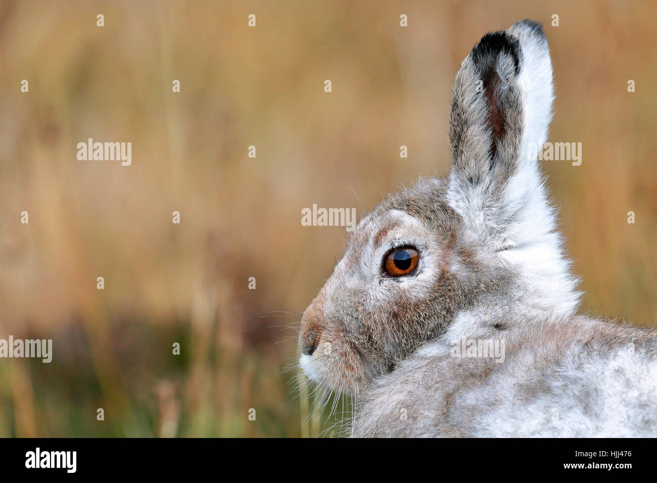 Schneehase im Winter Landschaft Stockfoto