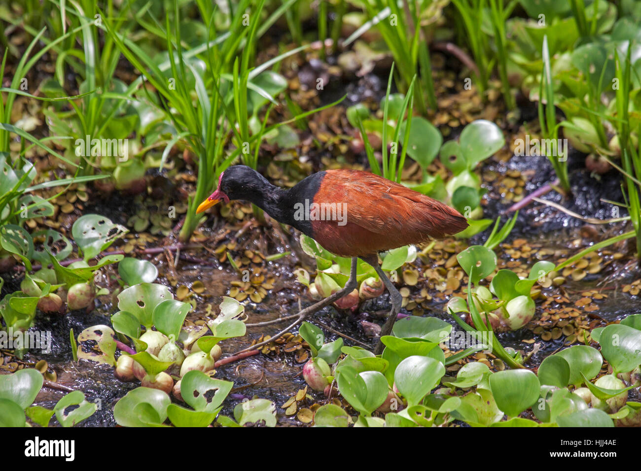 Wattled Blatthühnchen zeigt extrem lange Zehen frequentieren Feuchtgebiet in Brasilien Stockfoto