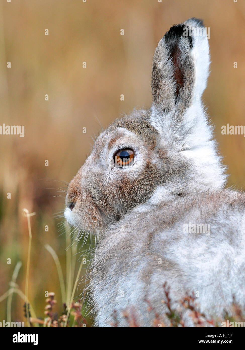 Schneehase im Winter Landschaft Stockfoto