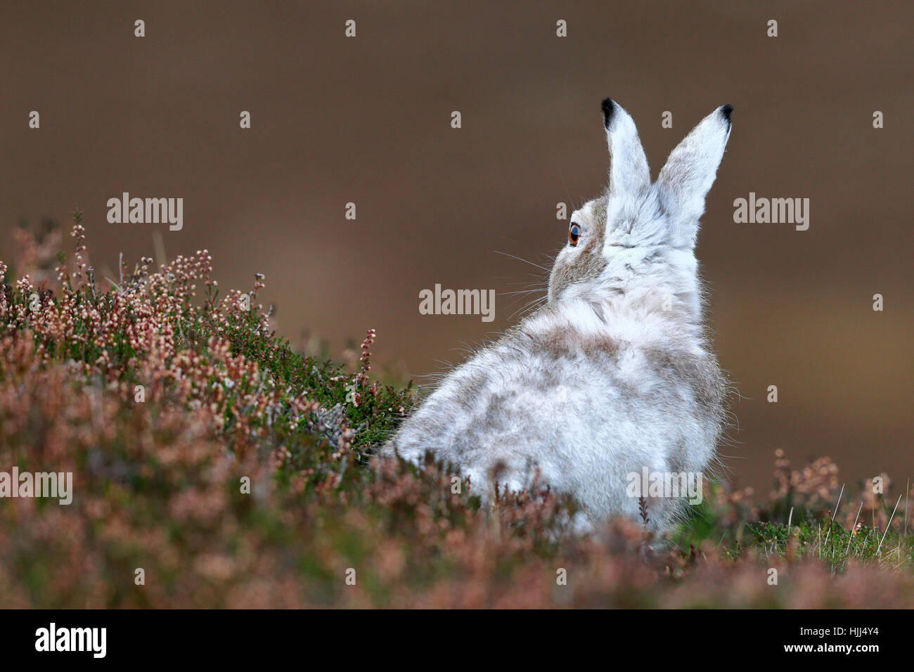 Schneehase im Winter Landschaft Stockfoto