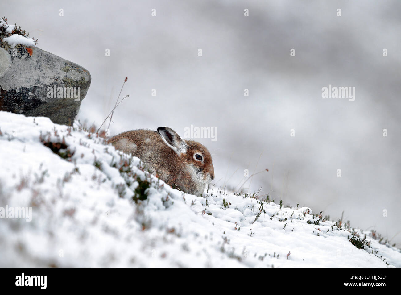 Schneehase im Winter Landschaft Stockfoto