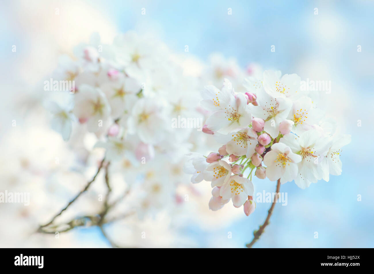 Nahaufnahme der zarten weißen Feder Sakura Blüte des Baumes Yoshino Cherry, Aufnahmen vor einem blauen Himmel. Stockfoto