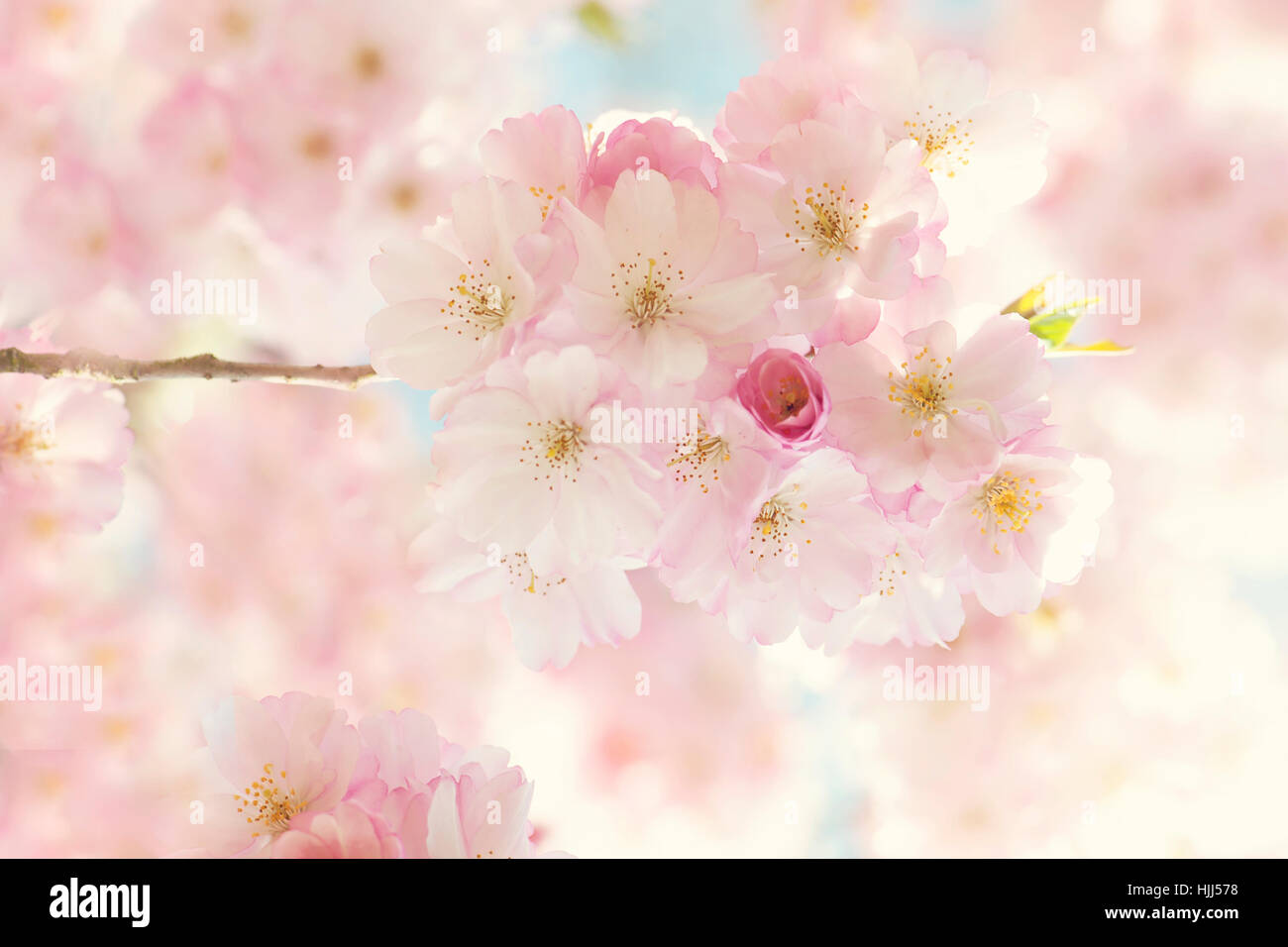 Nahaufnahme der schönen Soft-rosa Blüte Frühlingsblumen die "Auszeichnung" Kirschbaum - Prunus 'Accolade' mit einem blauen Himmel Stockfoto