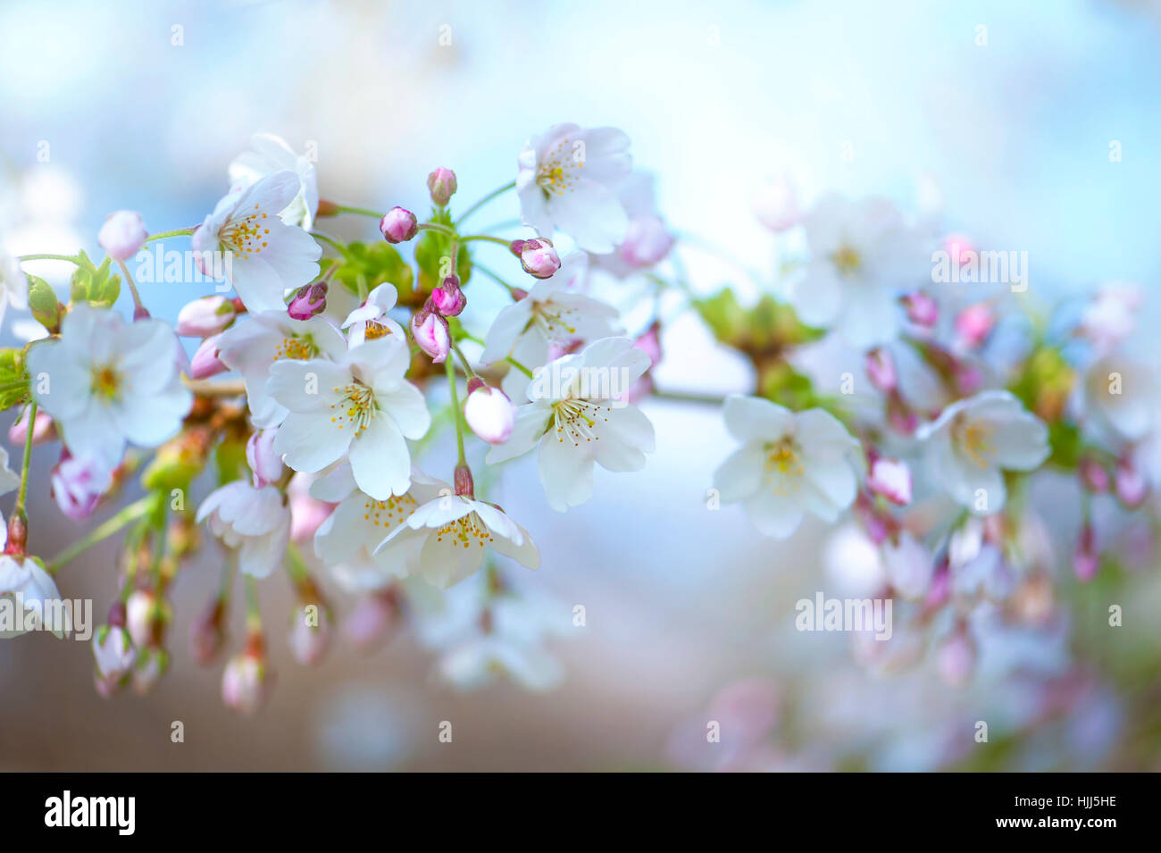 Nahaufnahme der zarten weißen Frühling Blüte des Baumes Yoshino Cherry, Aufnahmen vor einem blauen Himmel. Stockfoto