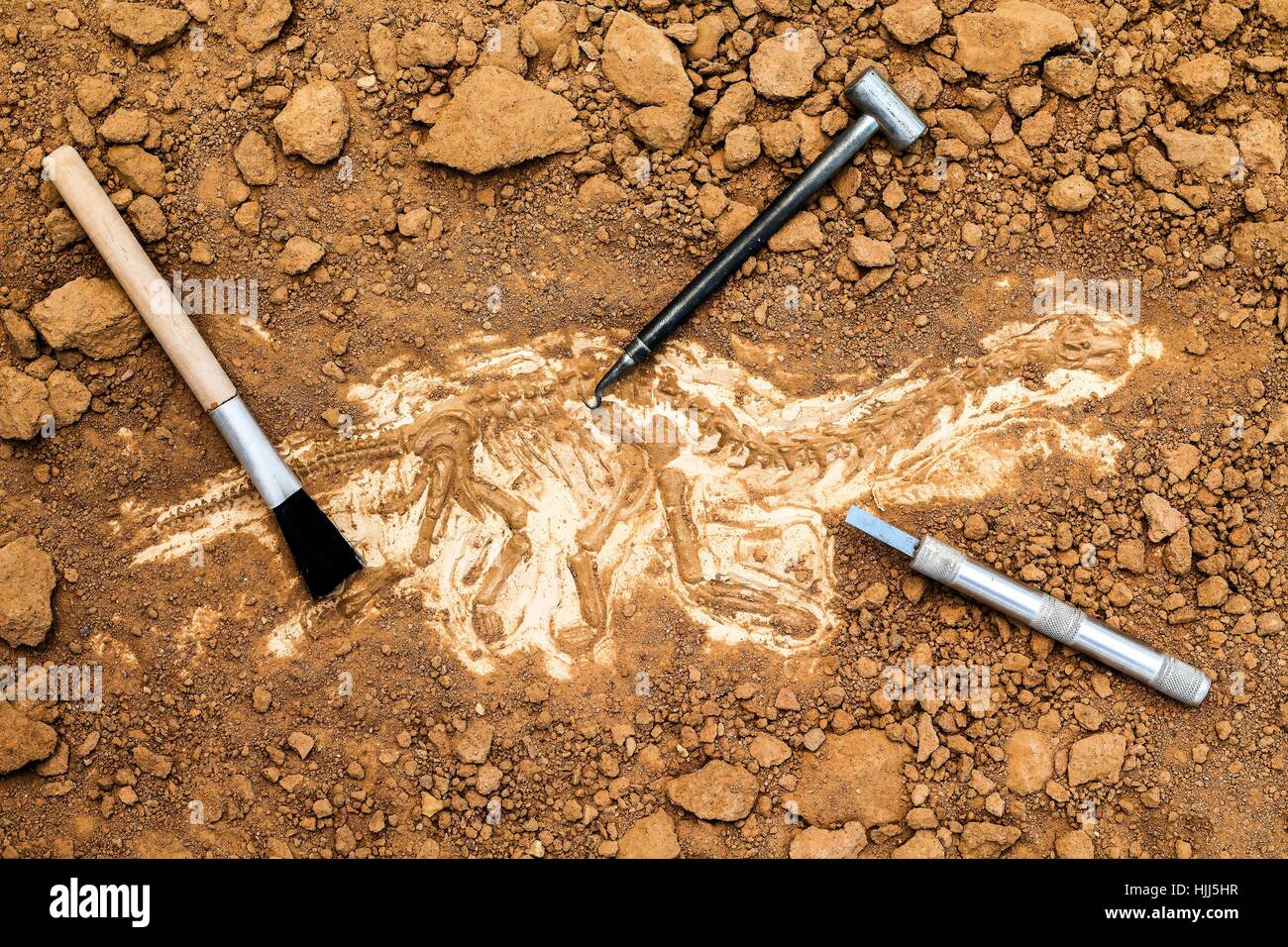 Skelett und archäologische Werkzeuge. Training für Dig Fossil. Gleich  simuliert als echte Graben Stockfotografie - Alamy