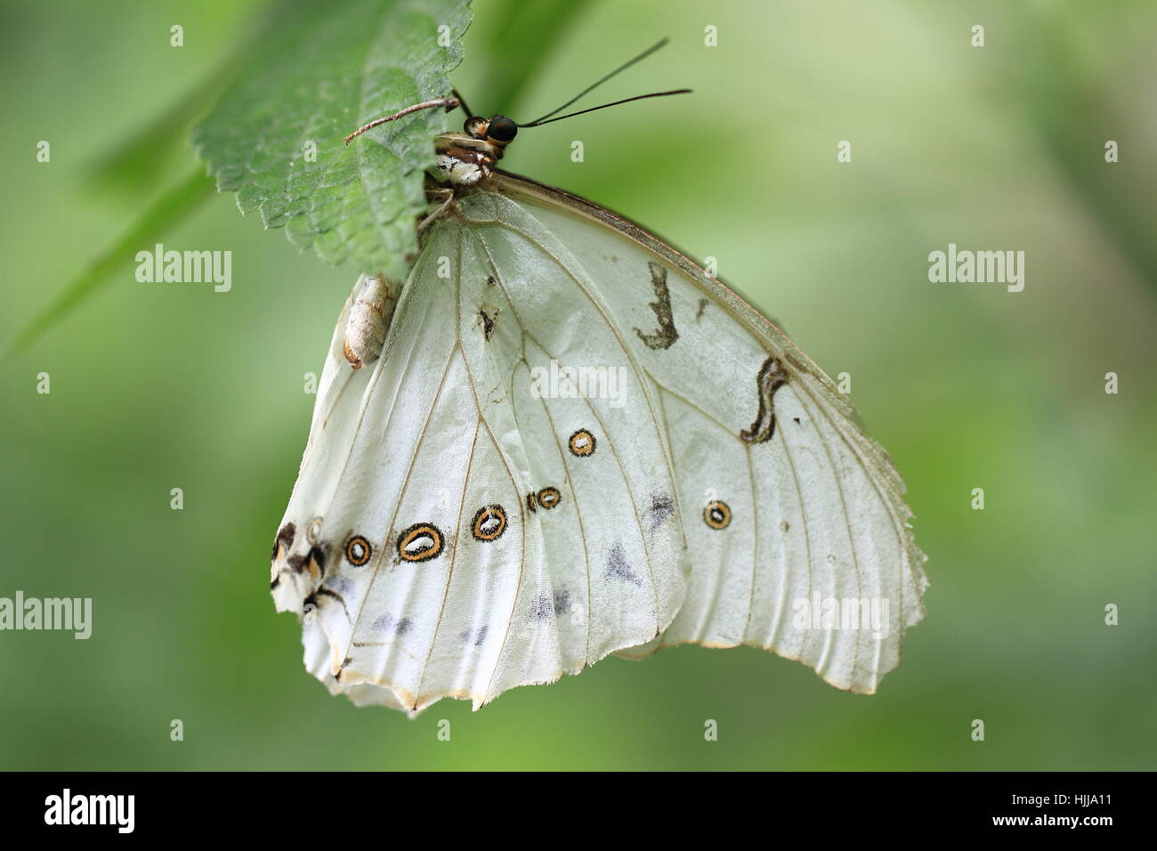 Schmetterling, Insekten, Schmetterling, Augen, Flügel, Mittelamerika, zart, filigran, Stockfoto