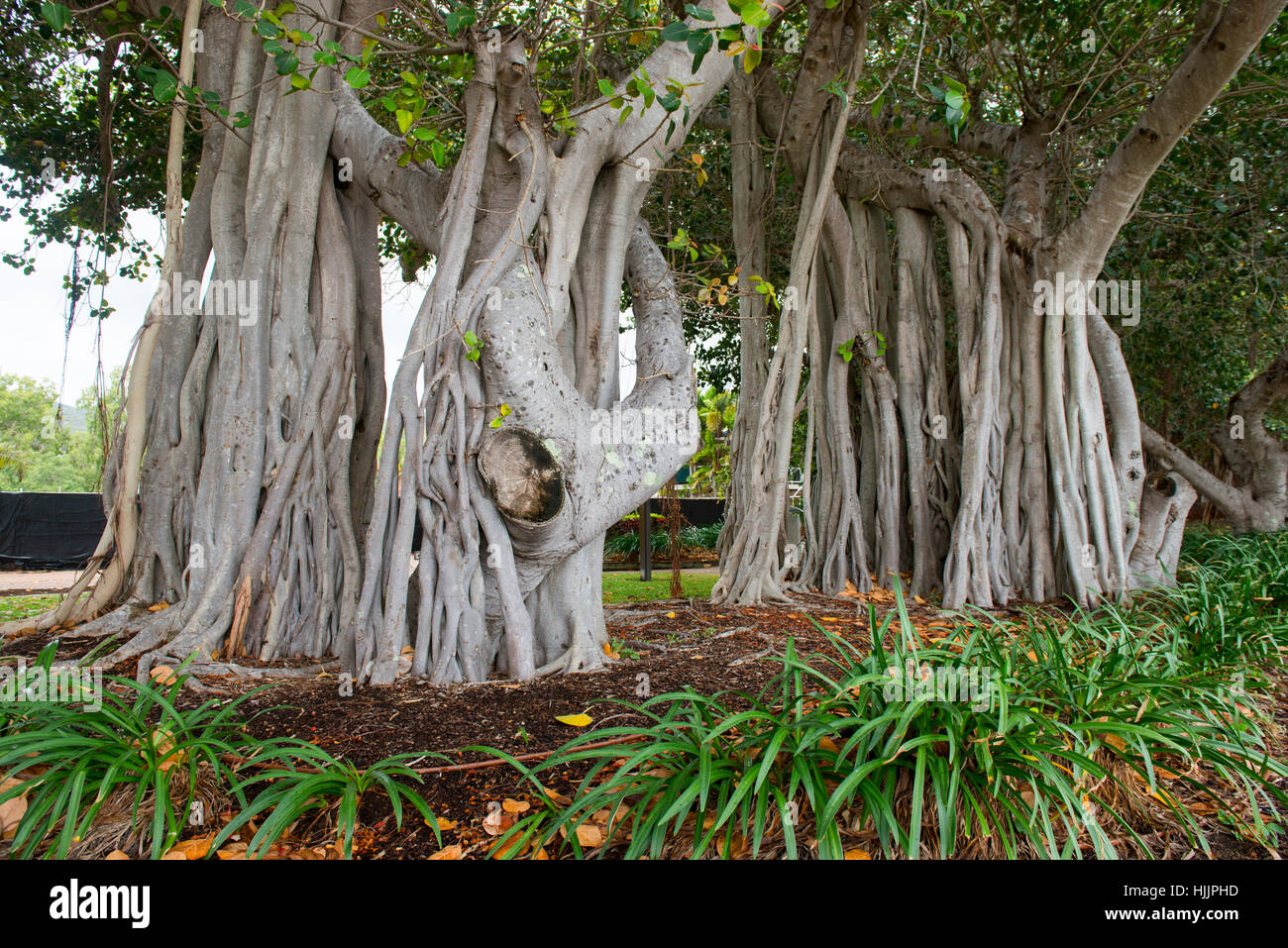 Uralte Bäume auf der Picnic Bay Vorland, Magnetic Island-Queensland-Australien Stockfoto