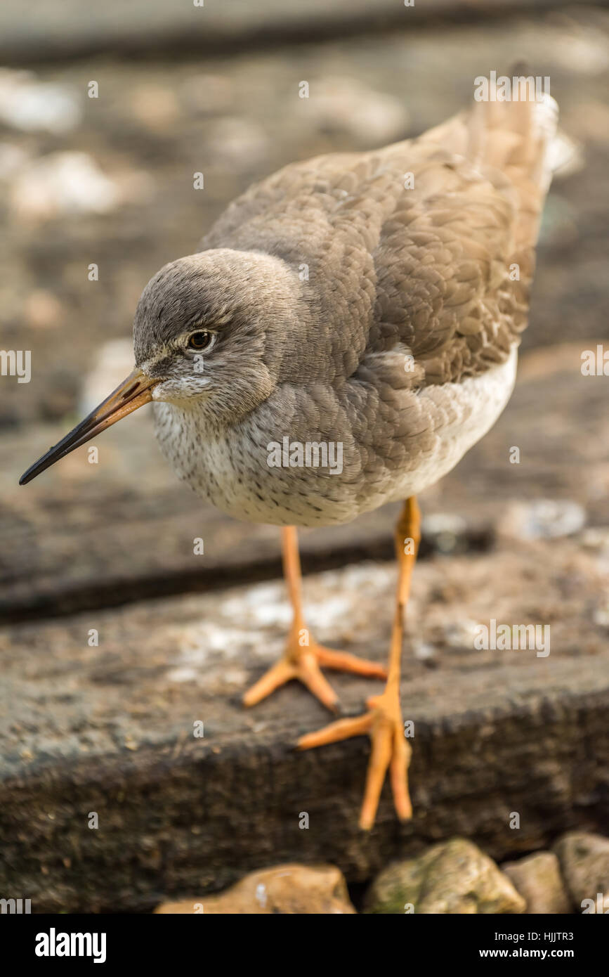 Gemeinsamen Rotschenkel Stockfoto