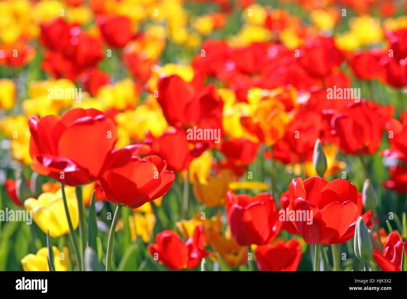 gegen Licht, Tulpen, grell rot, rot, gelb, Glanz, scheint, hell, lucent, Stockfoto