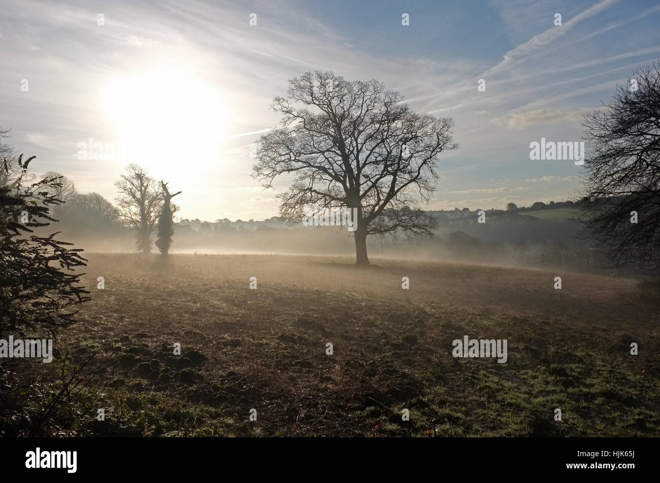 Ein Bauern-Feld in Cornwall an einem nebligen Morgen Januar Stockfoto