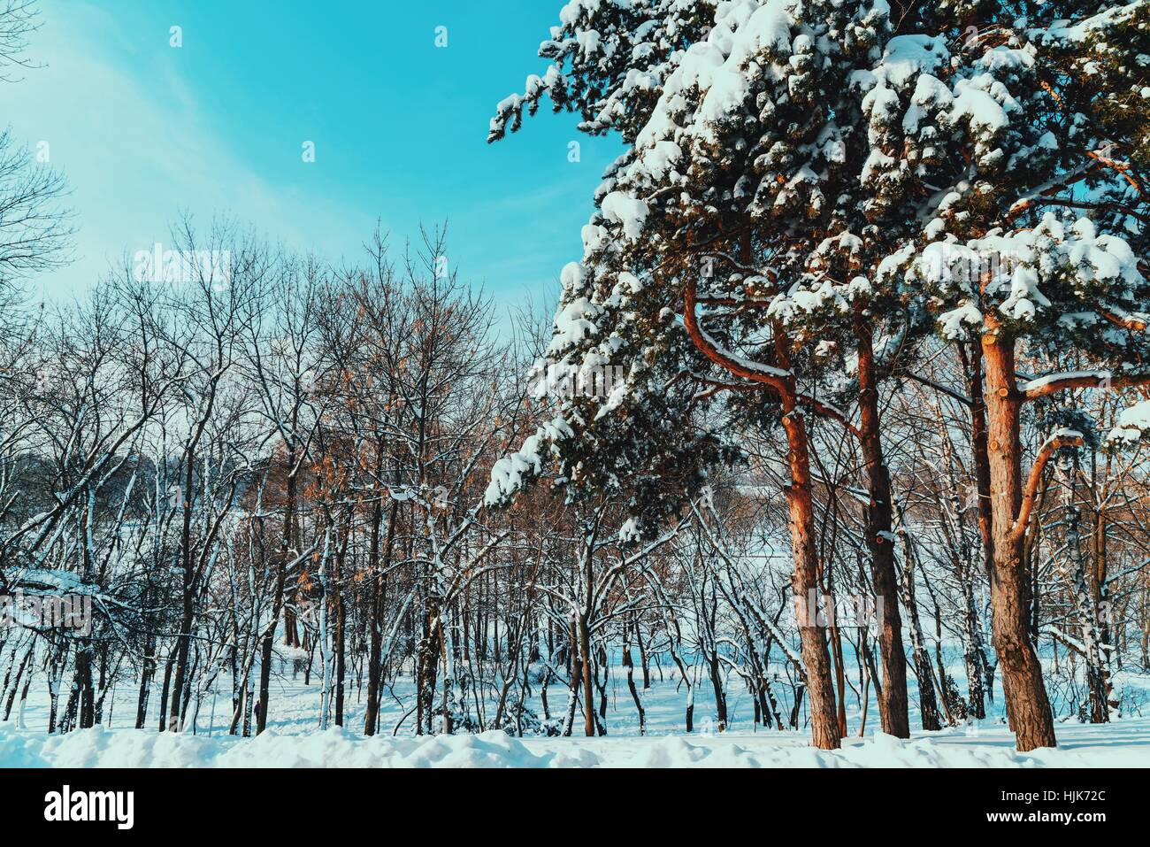 Waldbäume mit weißen Winter Schnee bedeckt Stockfoto