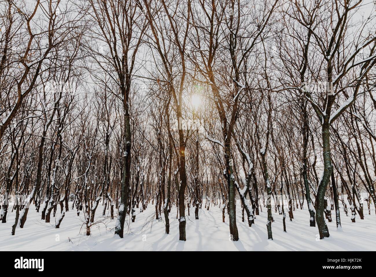 Waldbäume mit weißen Winter Schnee bedeckt Stockfoto