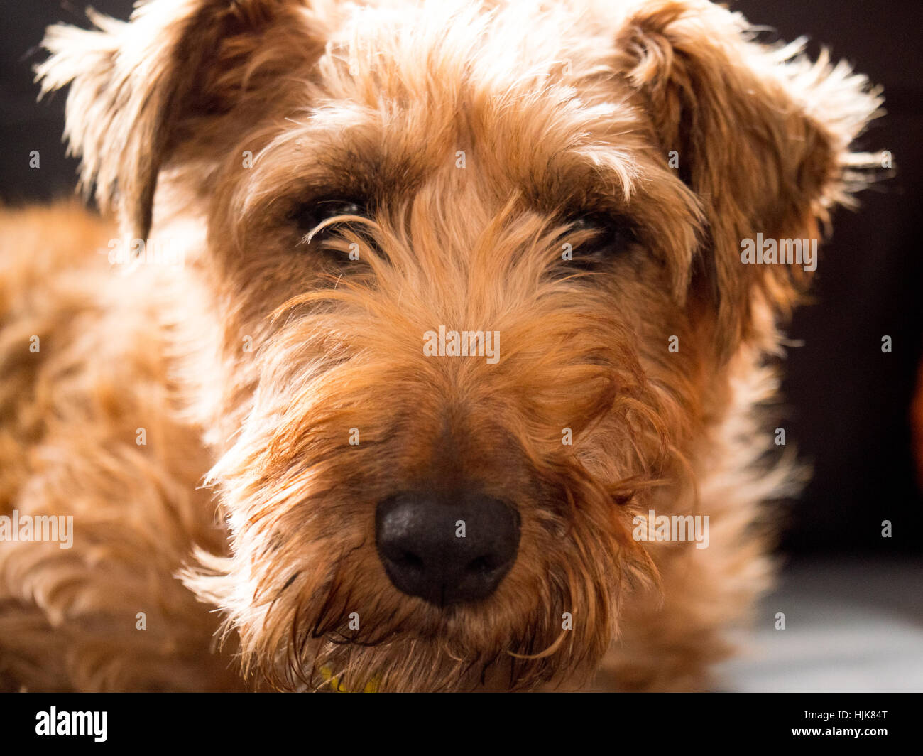 Ein Irish Terrier Hund suchen sehr entspannt auf einem schwarzen Ledersofa Stockfoto
