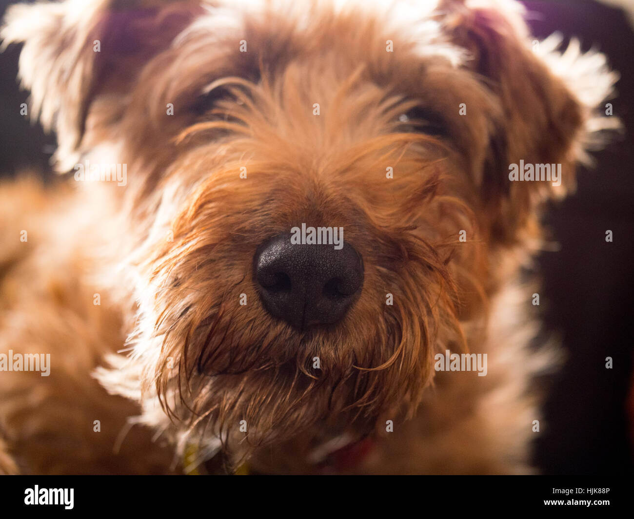 Ein Irish Terrier Hund suchen sehr entspannt auf einem schwarzen Ledersofa Stockfoto