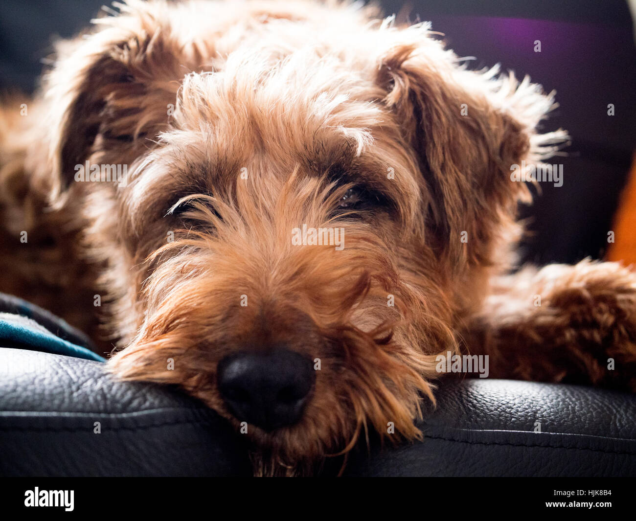 Ein Irish Terrier Hund suchen sehr entspannt auf einem schwarzen Ledersofa Stockfoto